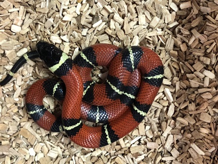 Lampropeltis triangulum sinaloa