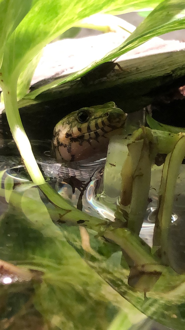 Amphiglossus reticulatus