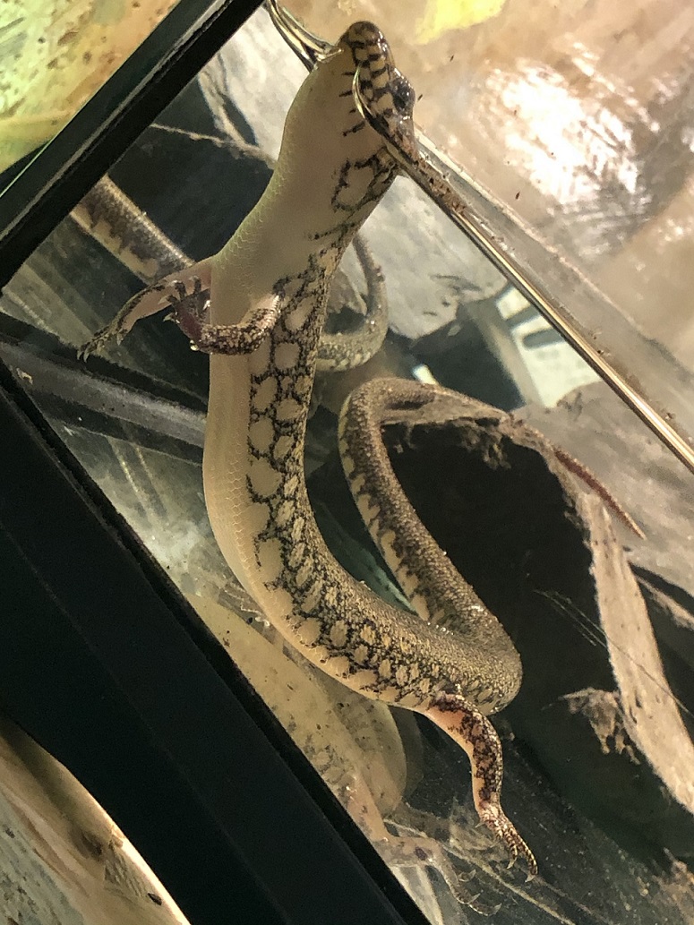 Amphiglossus reticulatus