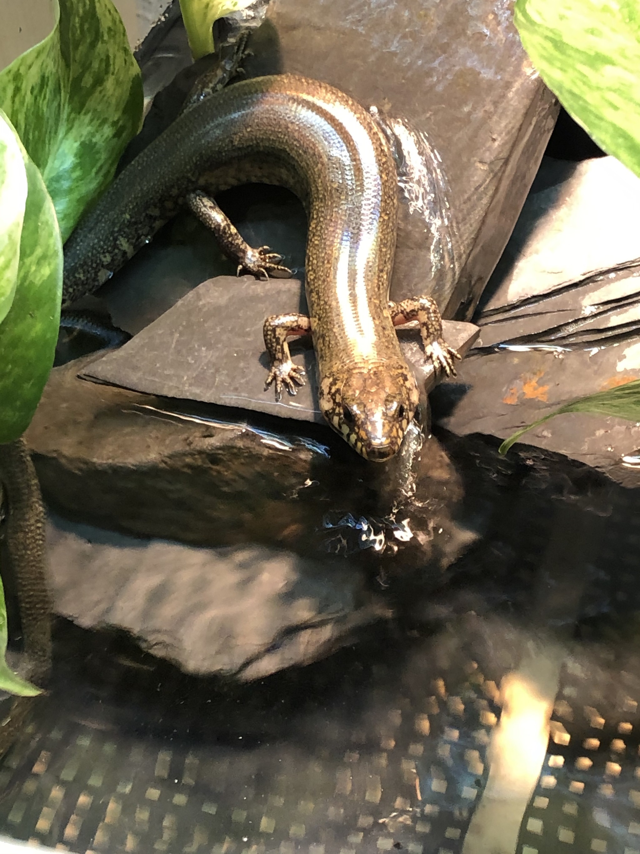 Amphiglossus reticulatus