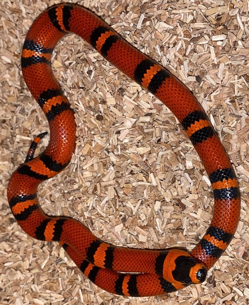 Lampropeltis triangulum hondurensis