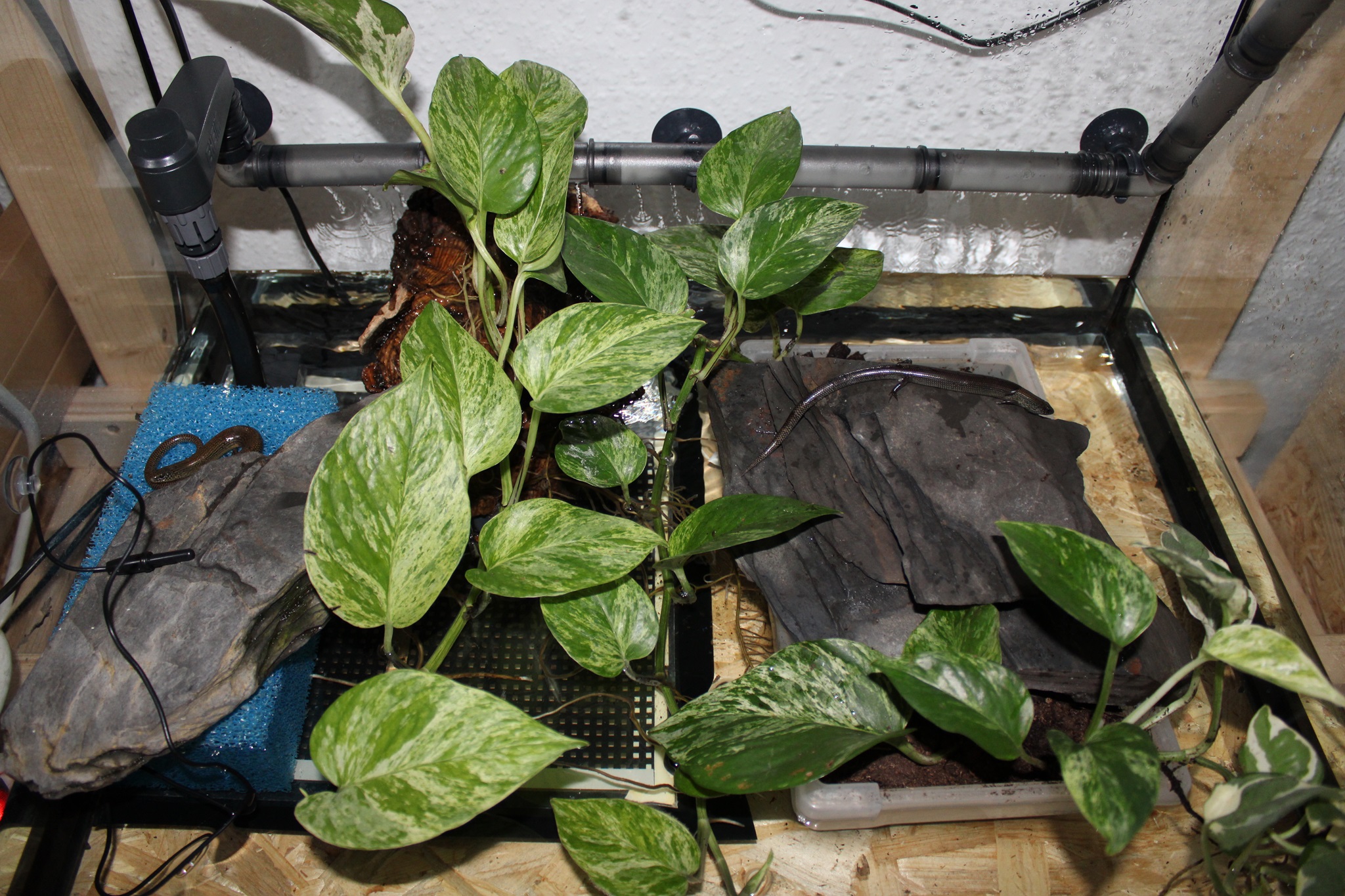 Amphiglosuss macrocercus