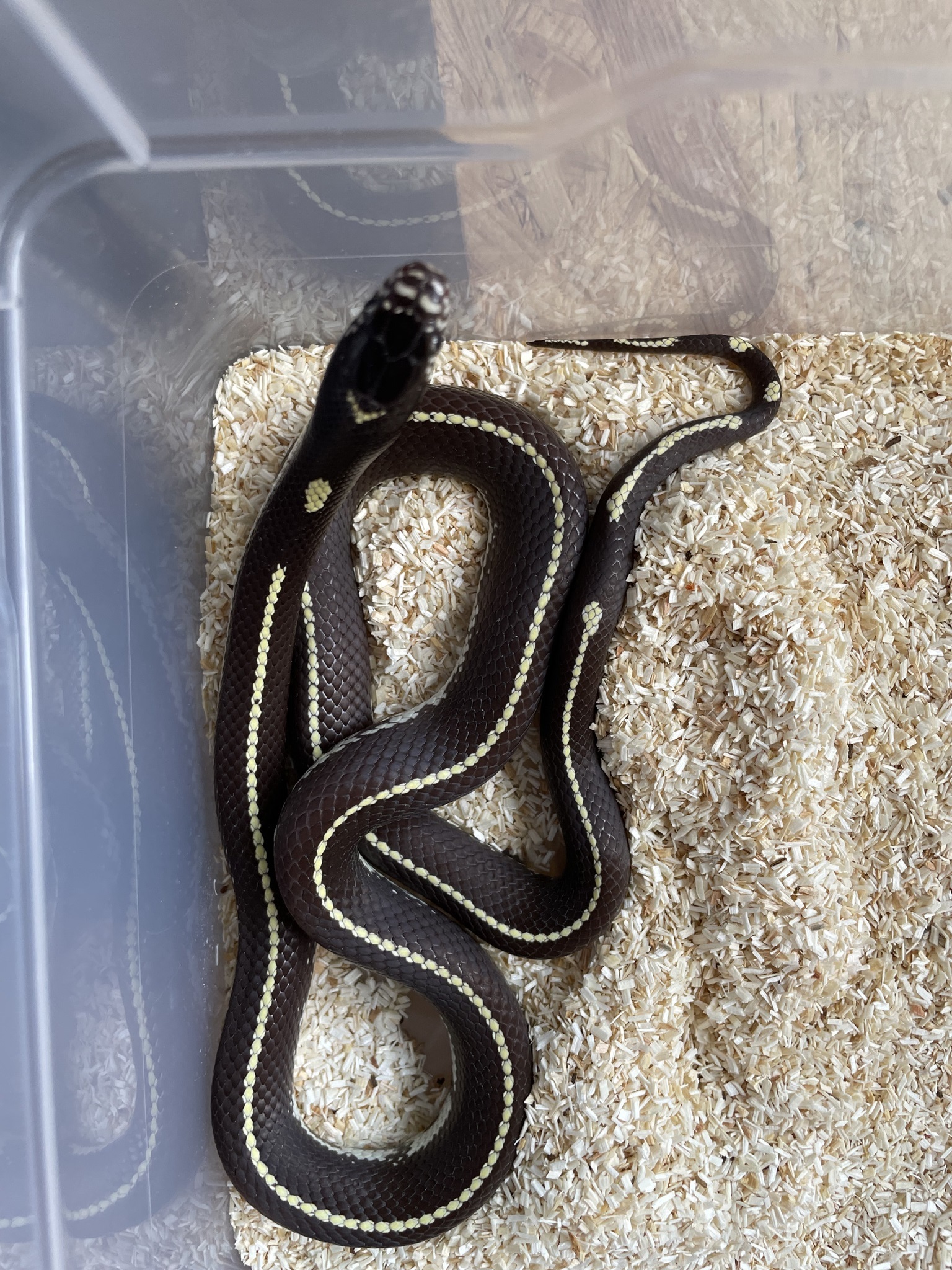 Lampropeltis getula californiae