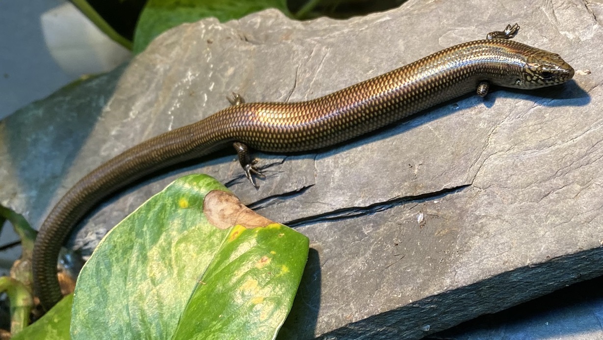 Amphiglosuss (Wasserskink)